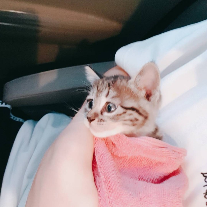 JBJ 김용국이 키우는 고양이 톨비 르시 | 인스티즈