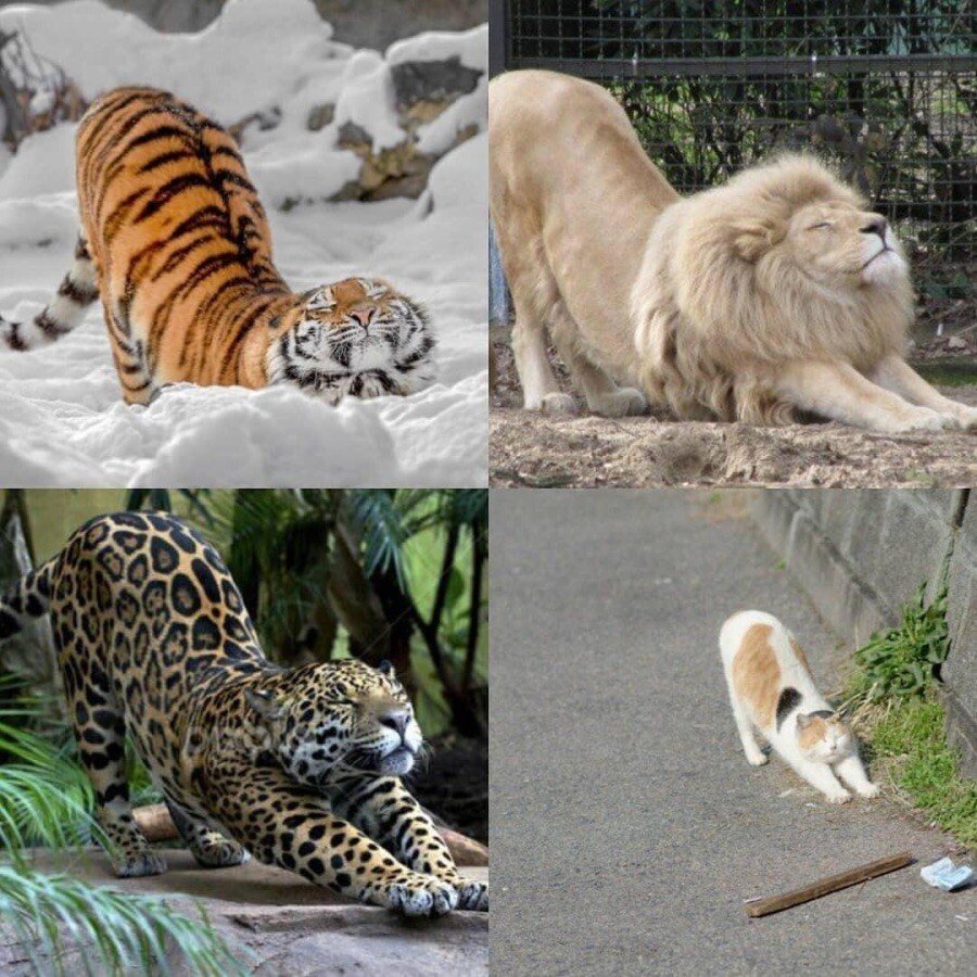 기지개피는 고양이들 | 인스티즈