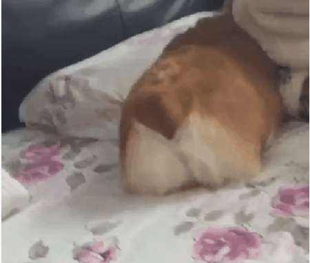 귀여운 댕댕이들.gif | 인스티즈