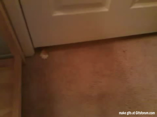 고양이 액체설.gif | 인스티즈