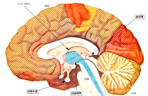 시상 뇌 모델